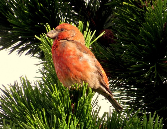 Parrot Crossbill