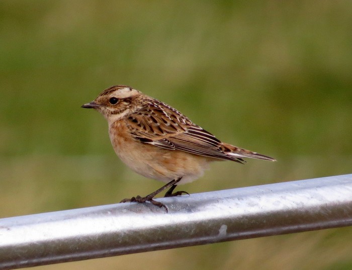 Whinchat