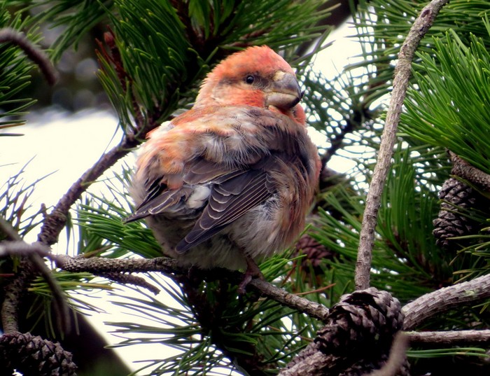 Parrot Crossbill