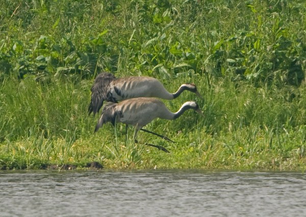 Common Crane