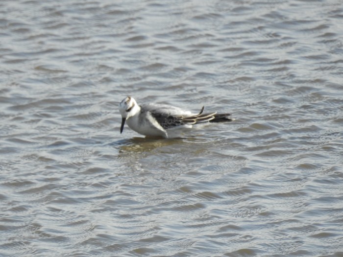 Grey Phalarope