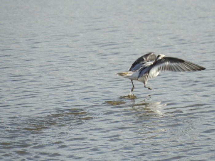 Grey Phalarope