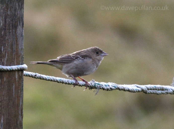 Black-headed Bunting