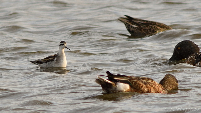 Red-necked Phalarope