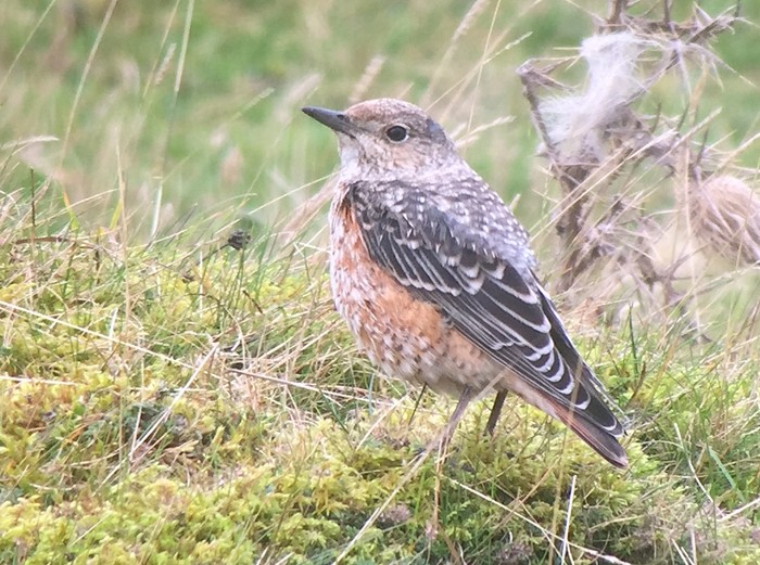 Rock Thrush