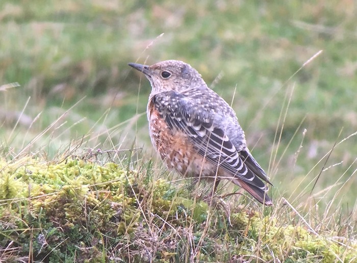 Rock Thrush