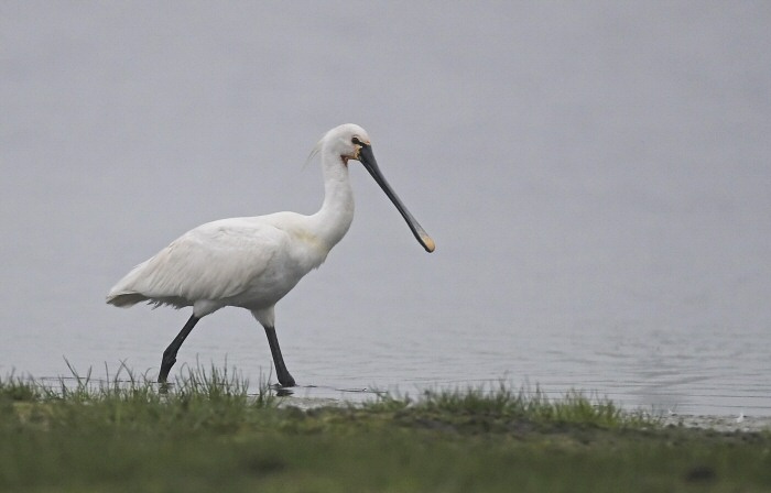 Spoonbill