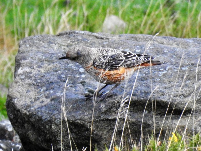 Rock Thrush
