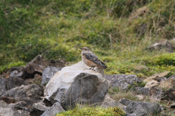 Rock Thrush