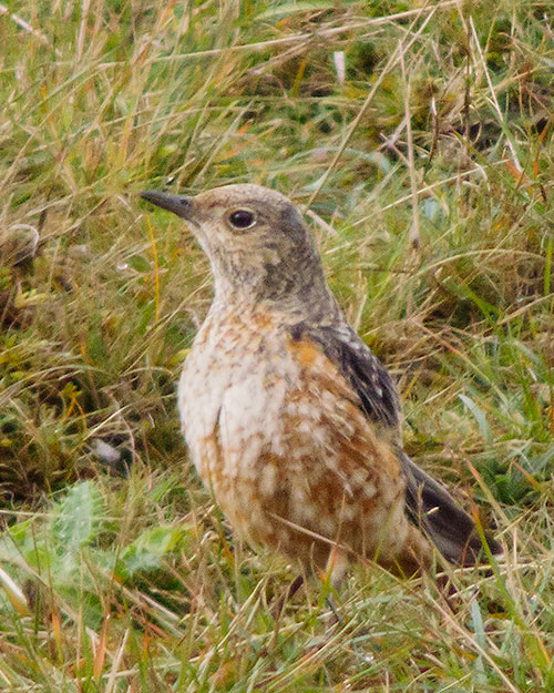 Rock Thrush