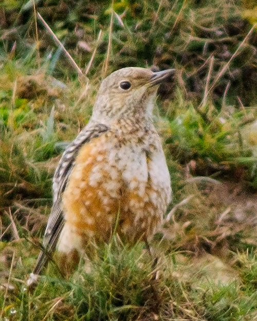 Rock Thrush
