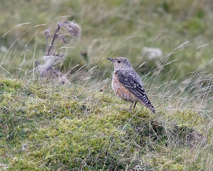 Rock Thrush