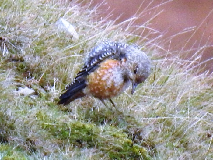 Rock Thrush