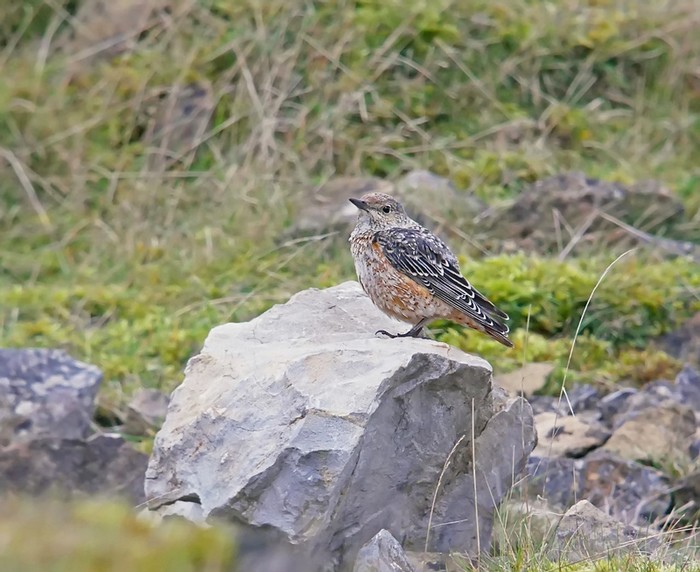 Rock Thrush