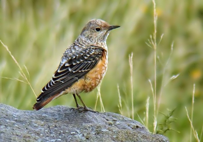 Rock Thrush