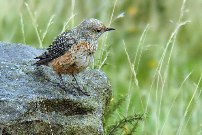 Rock Thrush