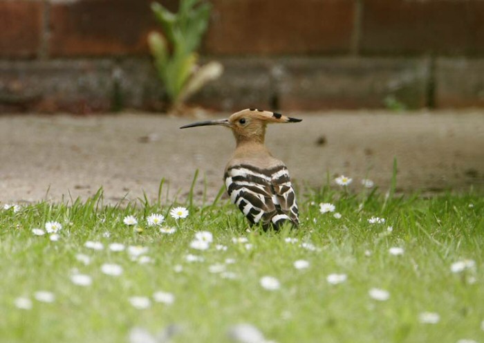 Hoopoe