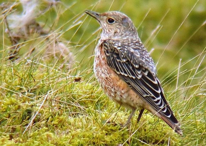 Rock Thrush