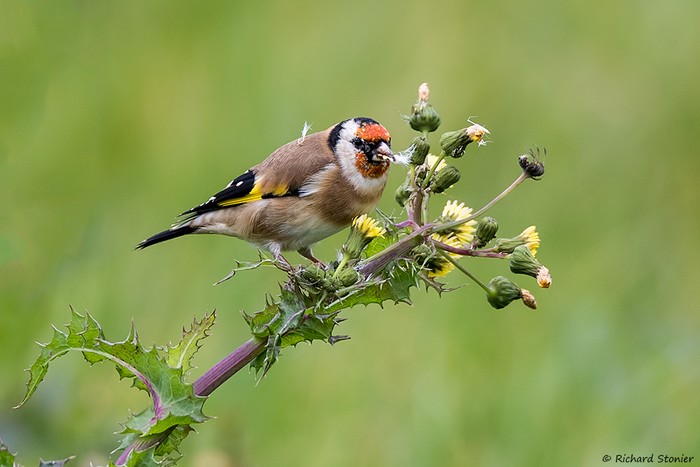 Goldfinch