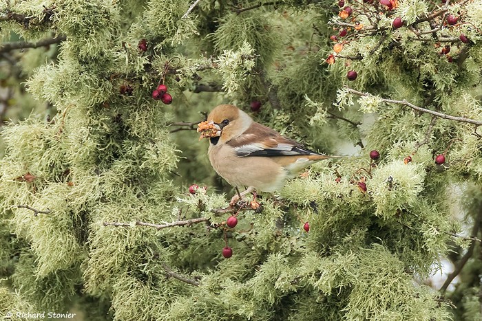 Hawfinch