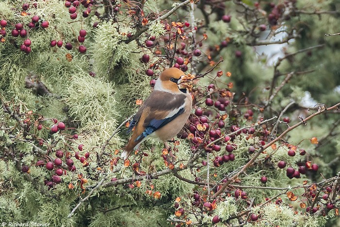 Hawfinch