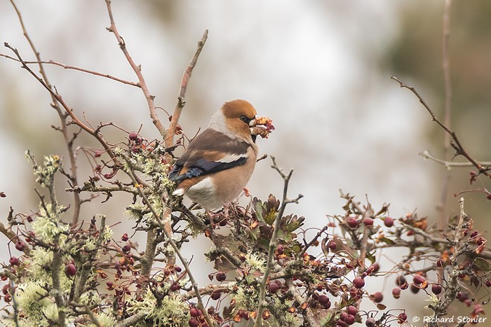 Hawfinch