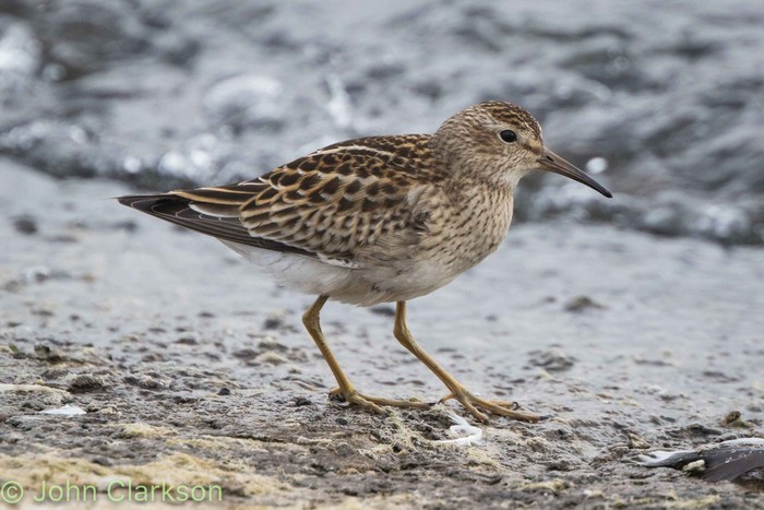 Pectoral Sandpiper