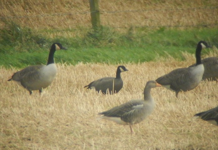 Ridgway's Cackling Goose