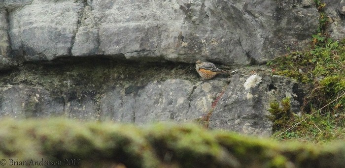 Rock Thrush