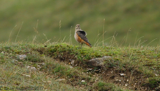 Rock Thrush