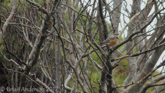 Rock Thrush