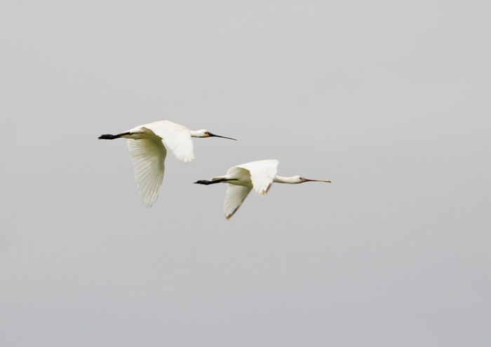 Spoonbill
