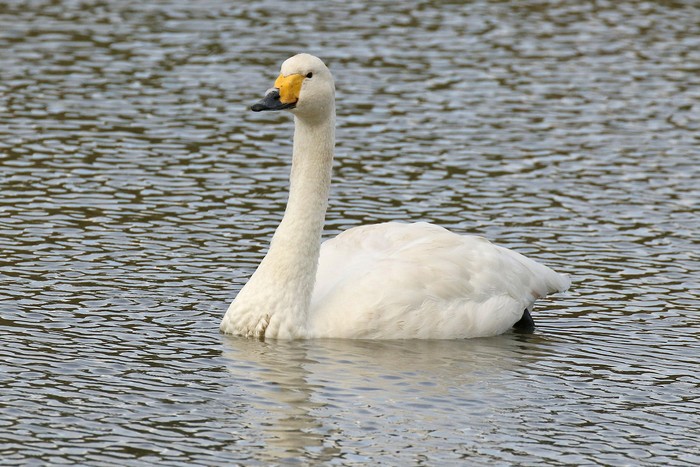 Whooper Swan