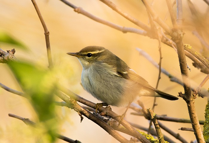 Arctic Warbler