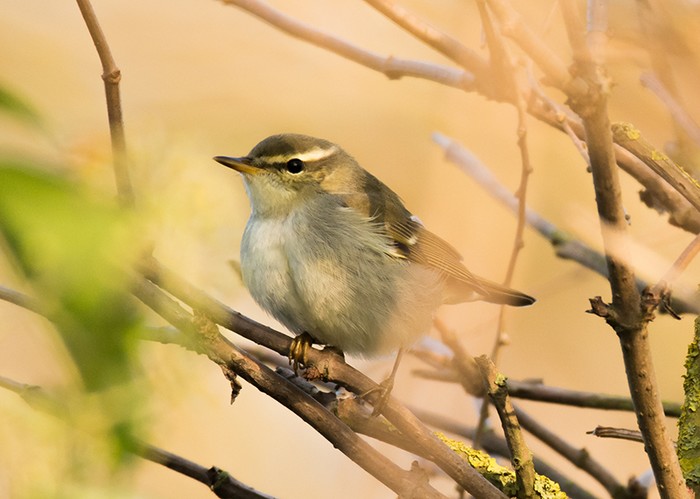 Arctic Warbler
