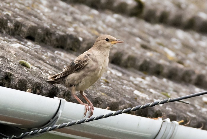 Rose-coloured Starling