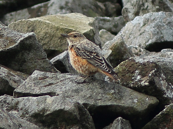 Rock Thrush