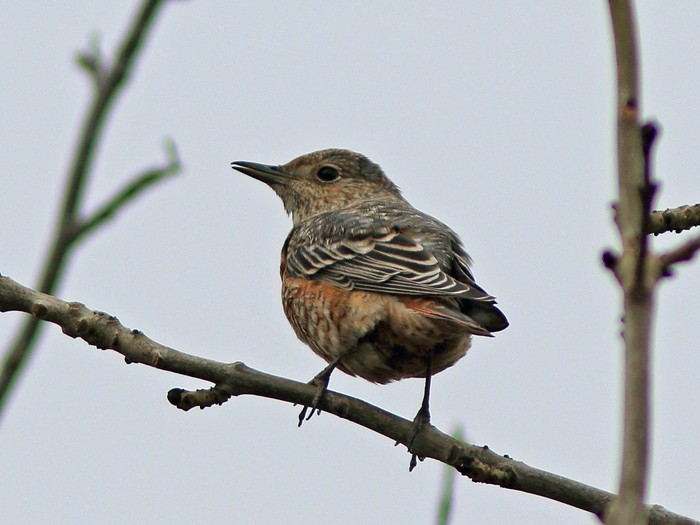 Rock Thrush