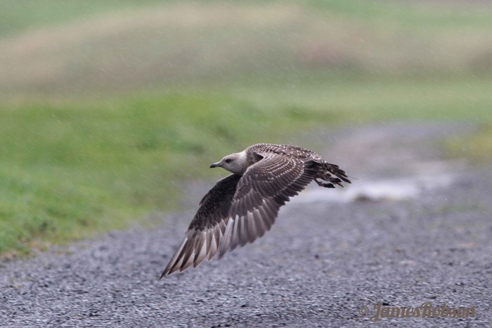 Long-tailed Skua
