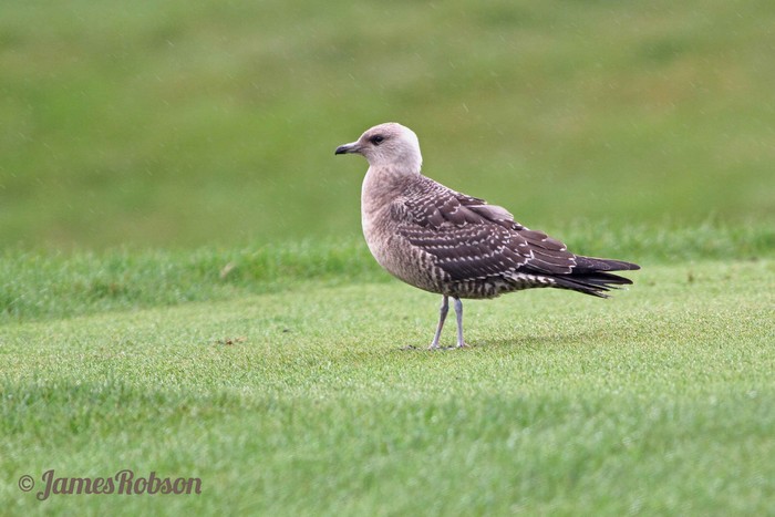 Long-tailed Skua