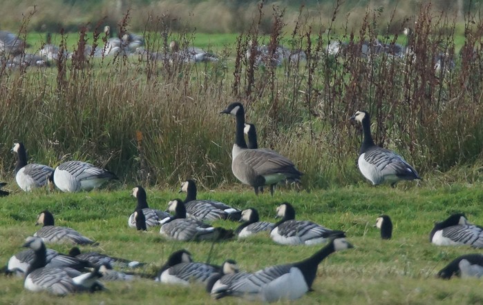 Todd's Canada Goose