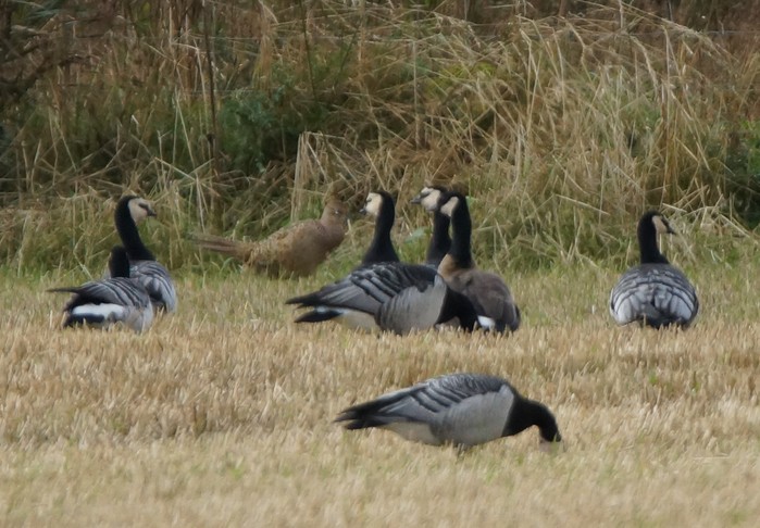 Richardson's Cackling Goose
