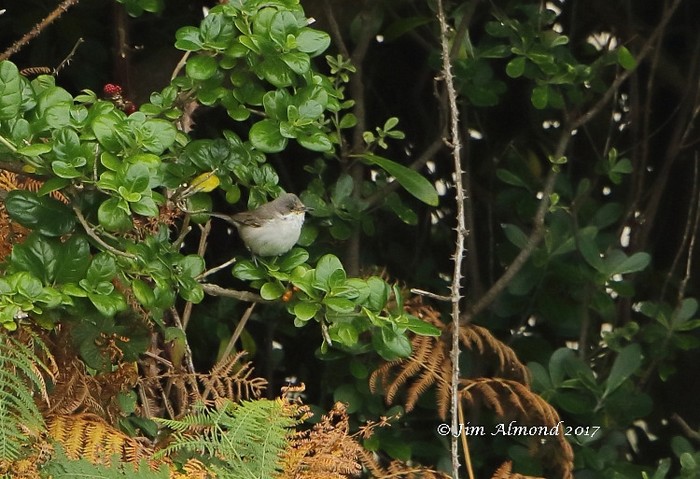 Eastern Orphean Warbler
