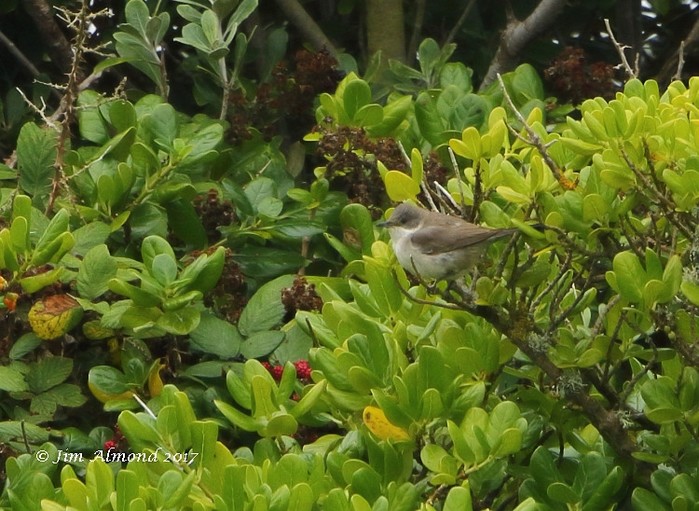 Eastern Orphean Warbler