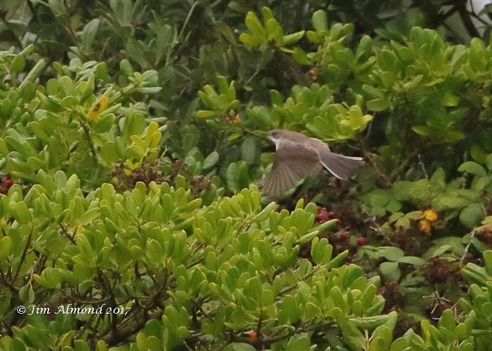 Eastern Orphean Warbler