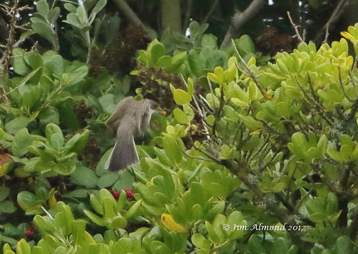 Eastern Orphean Warbler