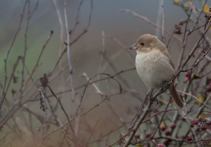 Daurian Shrike