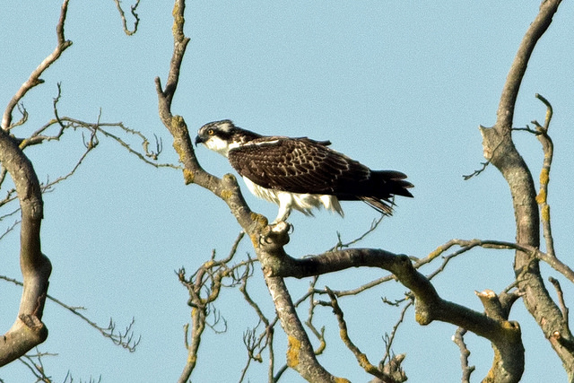 Osprey