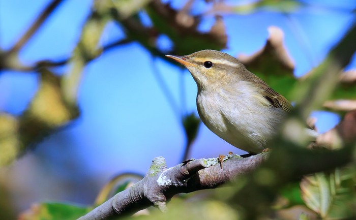 Arctic Warbler