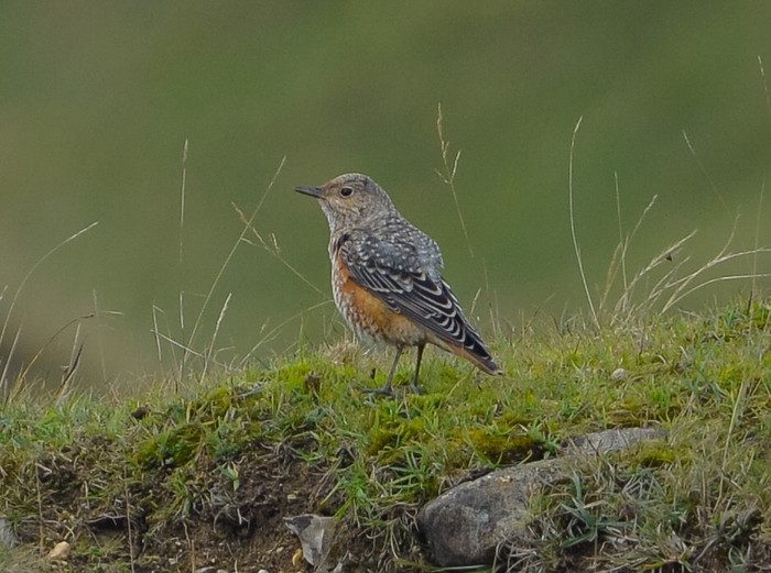 Rock Thrush